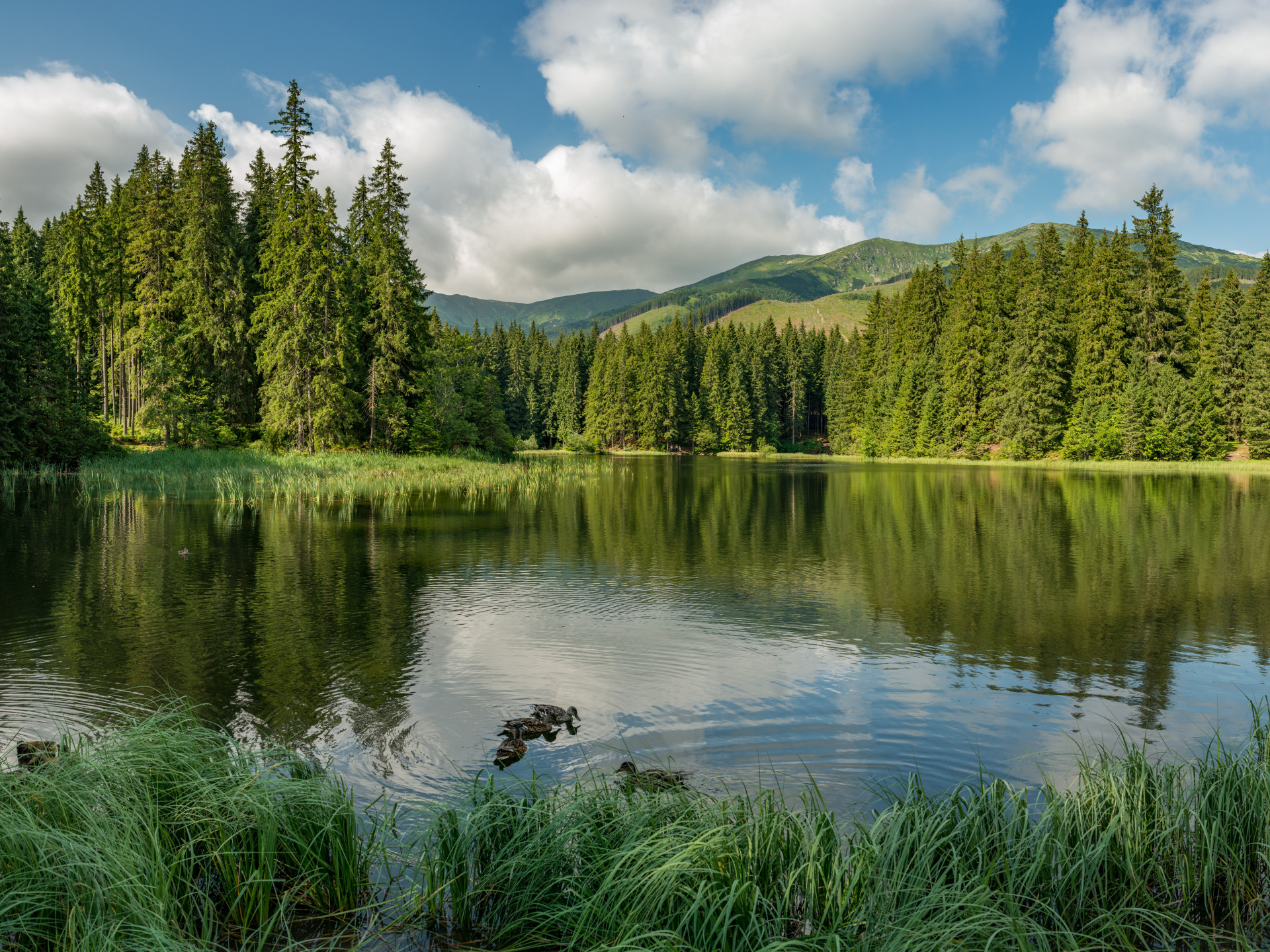 Waldsee Niedere Tatra