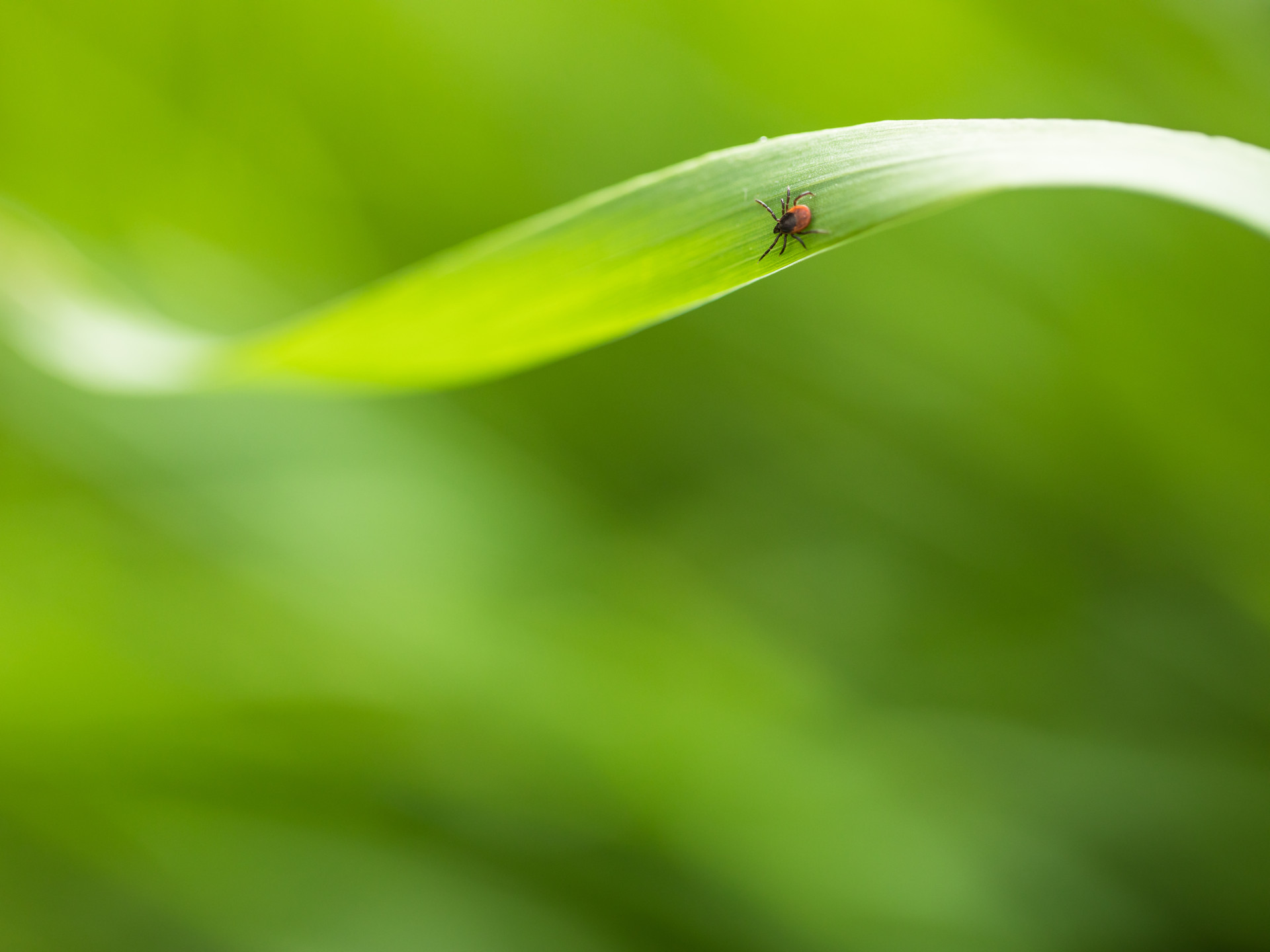 A tick on a leaf