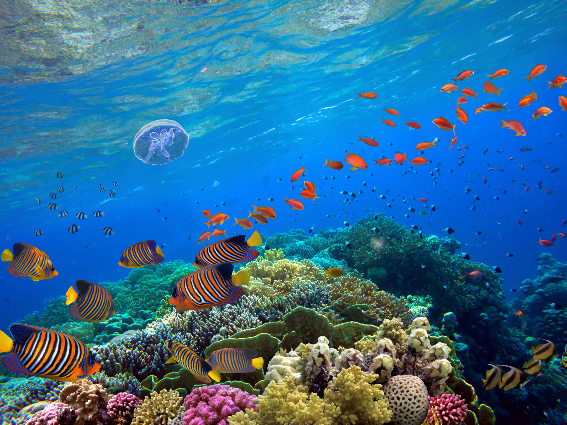 Fische und Korallen