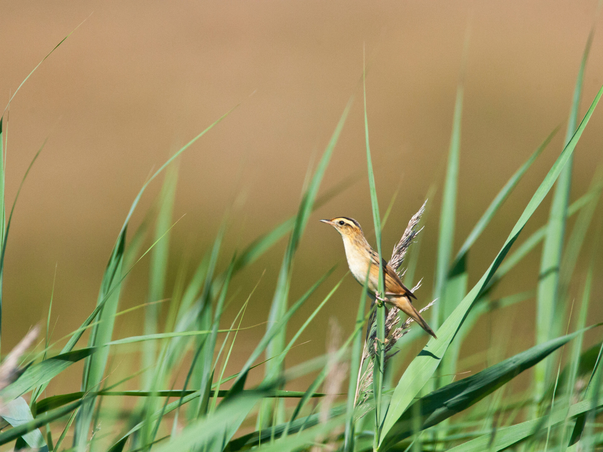 Ein brauner Seggenrohrsänger (Vogel) sitzt auf langen Gräsern