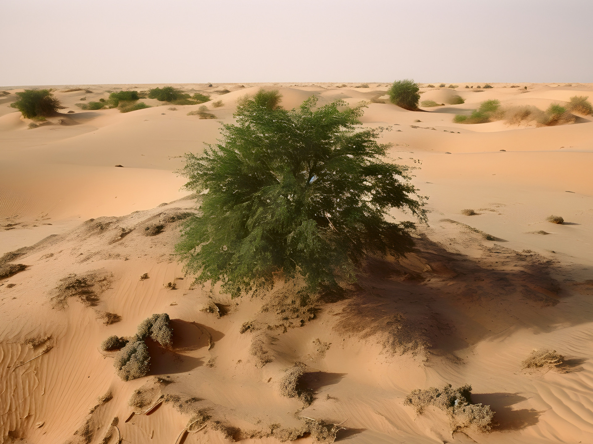 Desertifikation