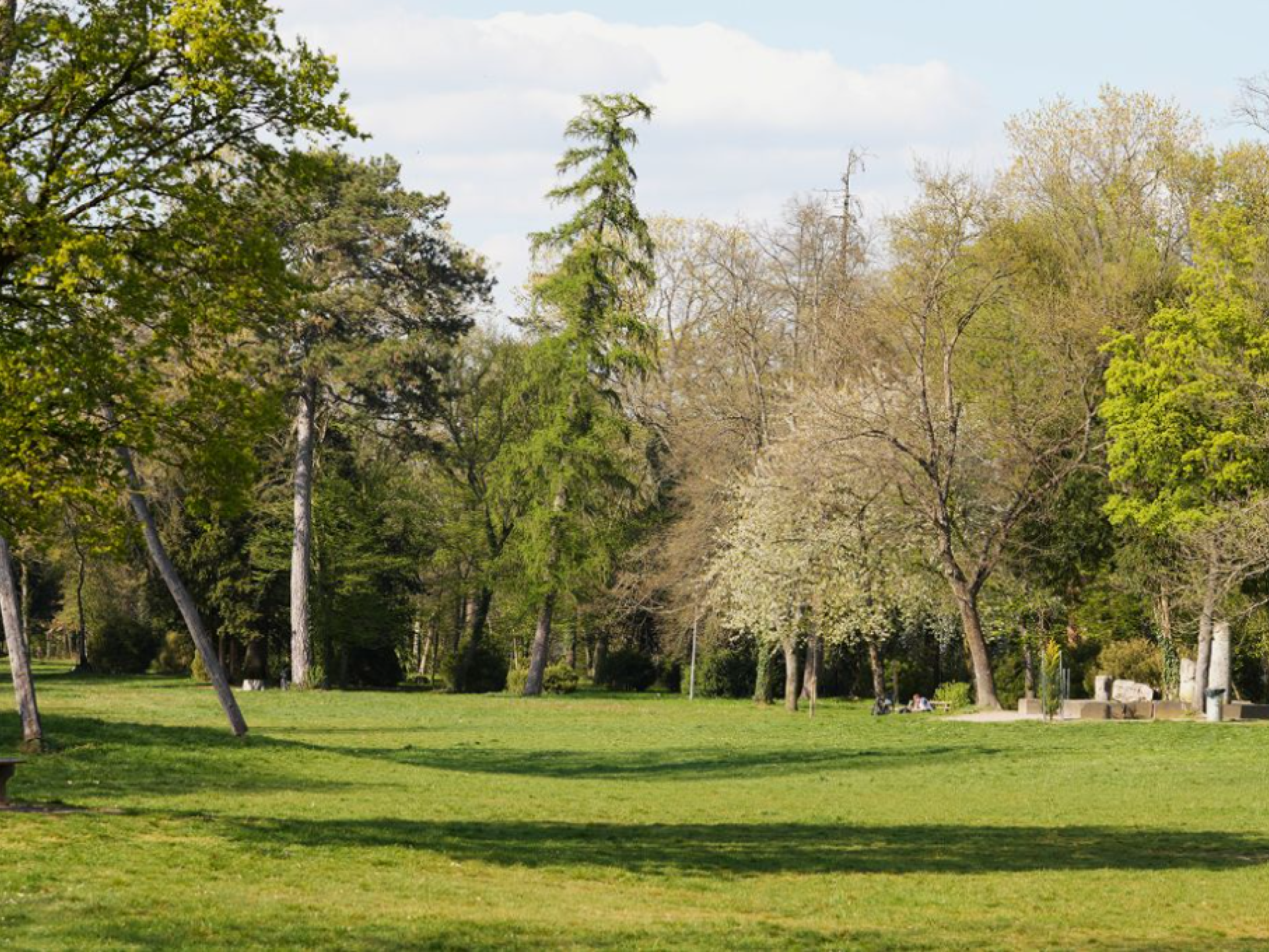 Bäume in einem Park