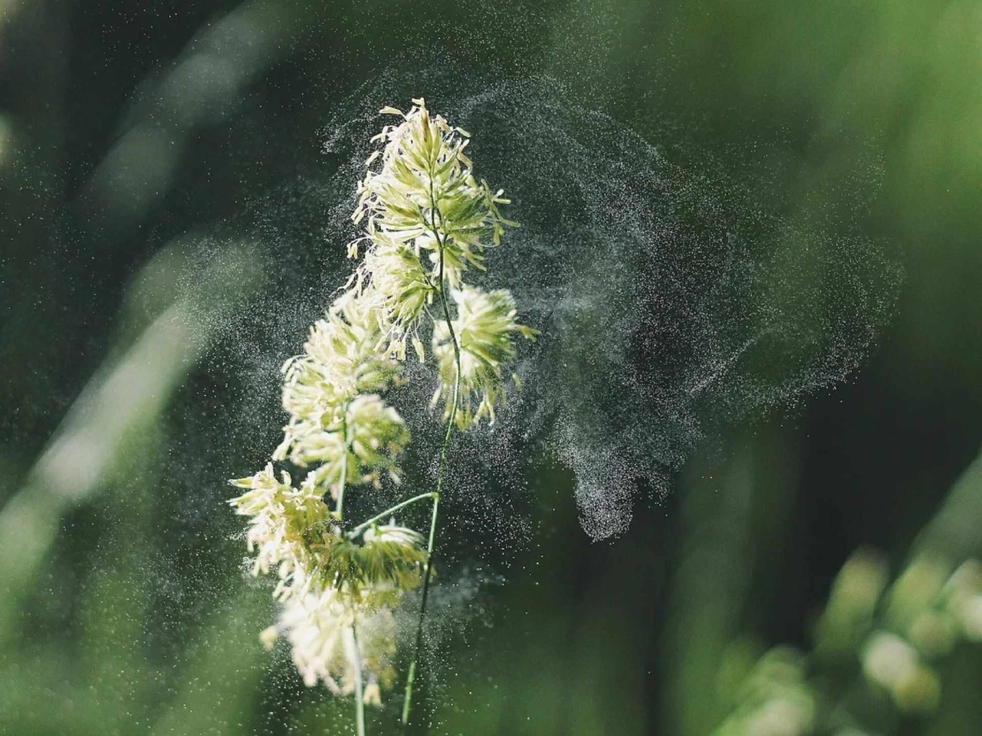 Nahaufnahme: Pollen fliegen von einer Blüte