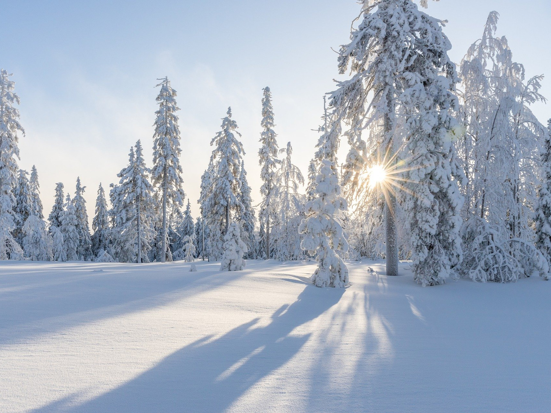 Schneebedeckte Landschaft mit Bäumen, durch die die Sonne scheint