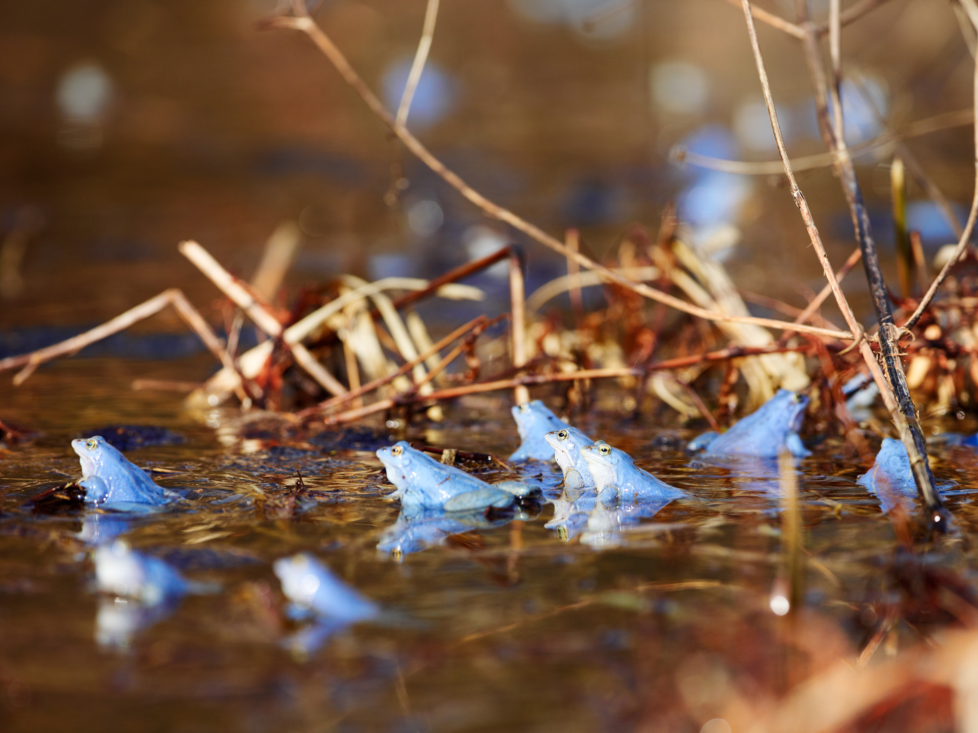 Blaue Frösche in einem Moor mit kleinen Ästen.