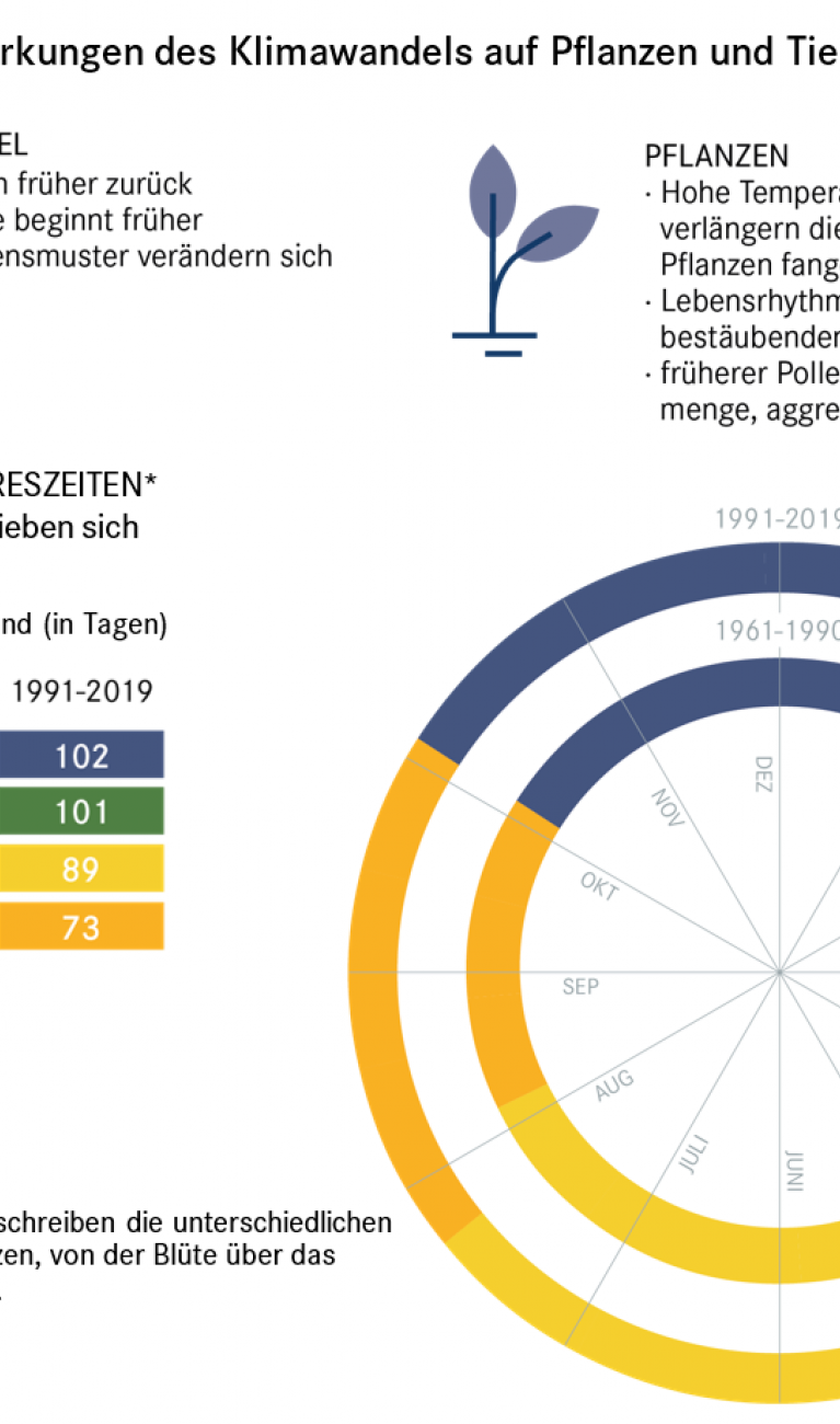 Die Grafik zeigt, wie sich der Klimawandel auf den Lebenszyklus von Tieren und Pflanzen auswirkt. Eine große Folge ist, dass sich die Jahreszeiten verschieben und nicht mehr zeitlich zum Brutablauf bei Vögeln und zur Blütezeit von Pflanzen passen. 