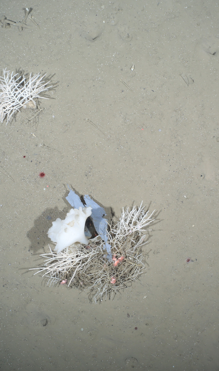 Trash and sponges on the deep sea floor