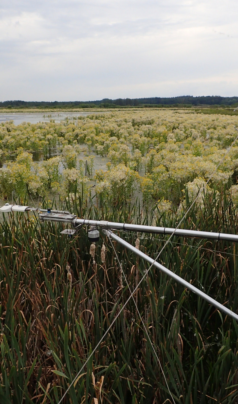 Peatland vegetation and a research tower