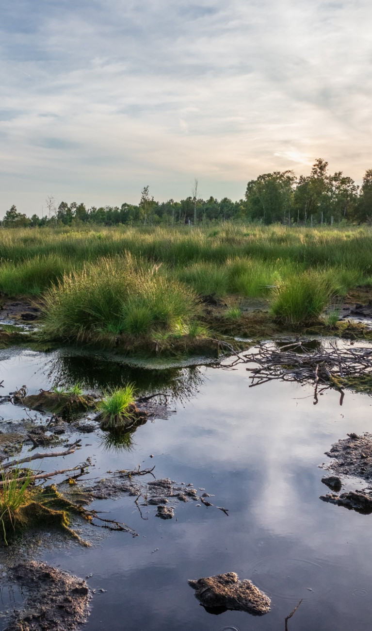 A peatland with green plants, brown soil and water
