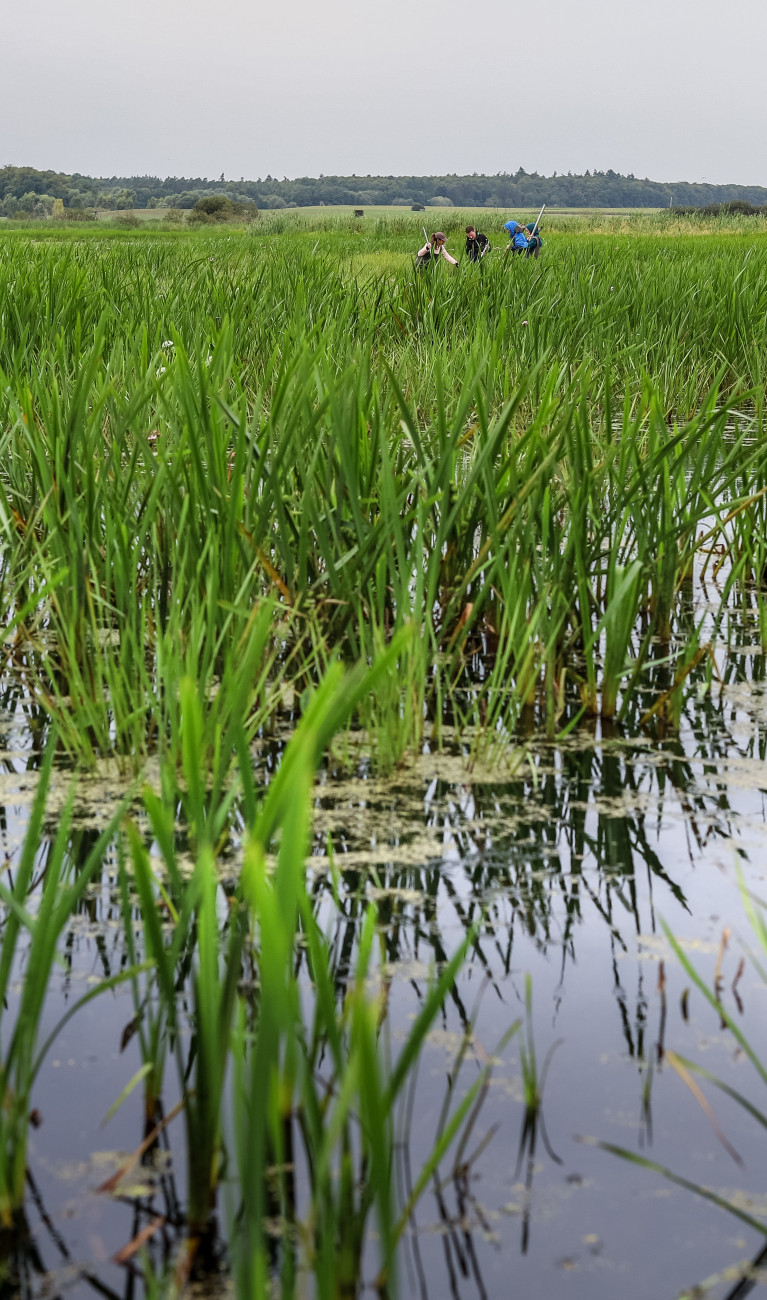 A green peatland with plants and water