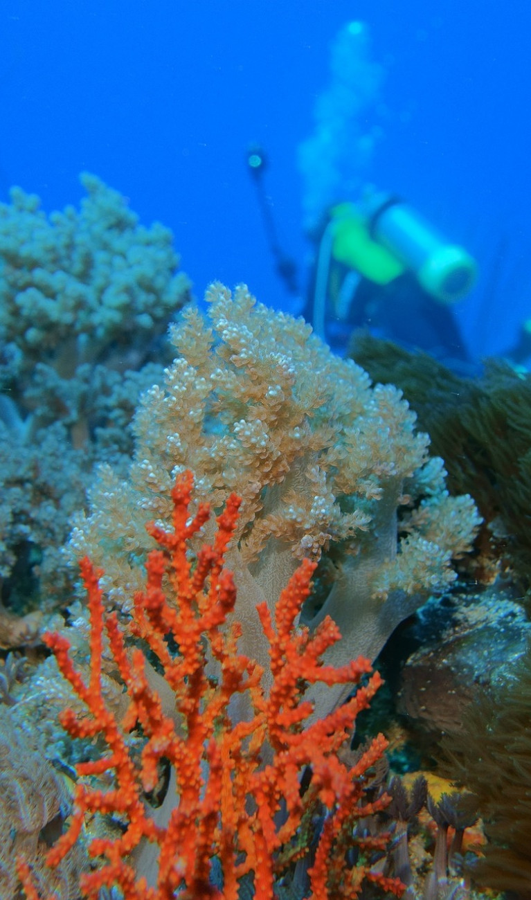 A coral reef with a diver in the background