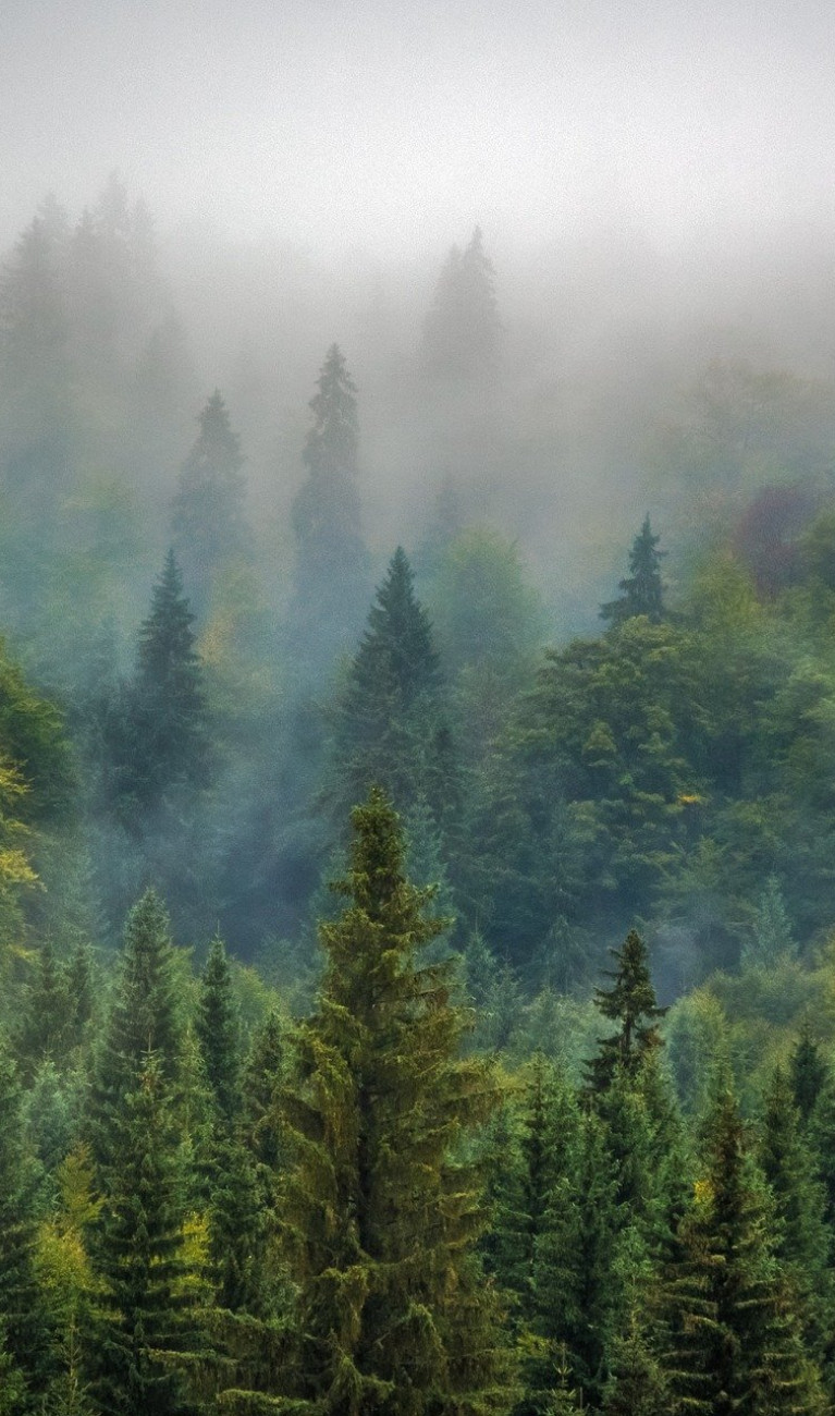 Ein Nadelwald, über dem der Tiefnebel hängt