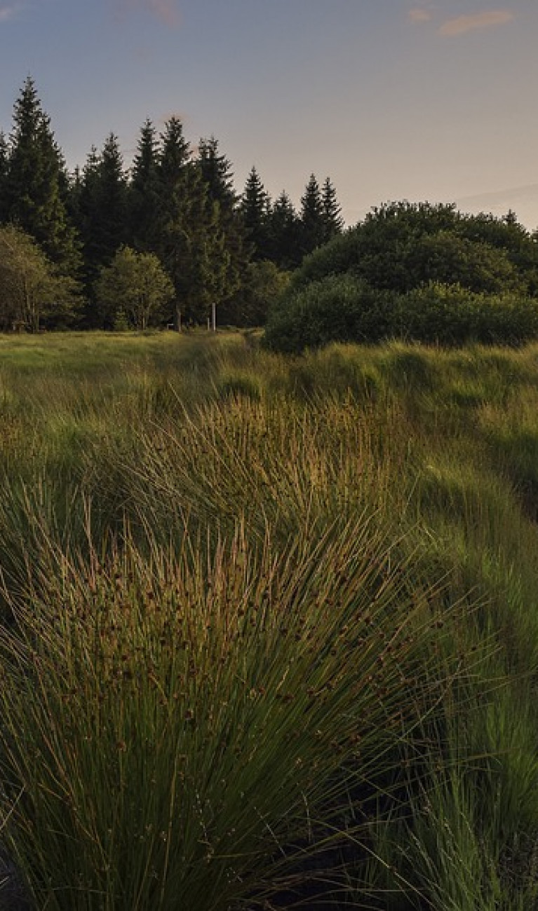 Wiese und Wald im Abendlicht