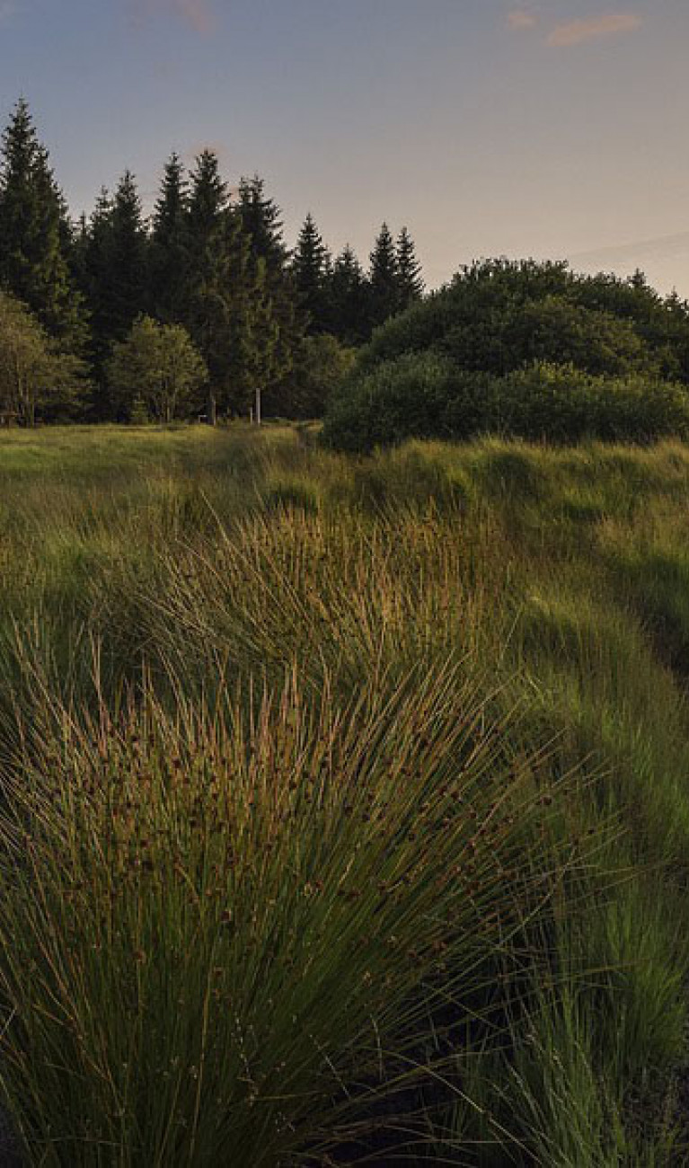 Wiese und Wald im Abendlicht