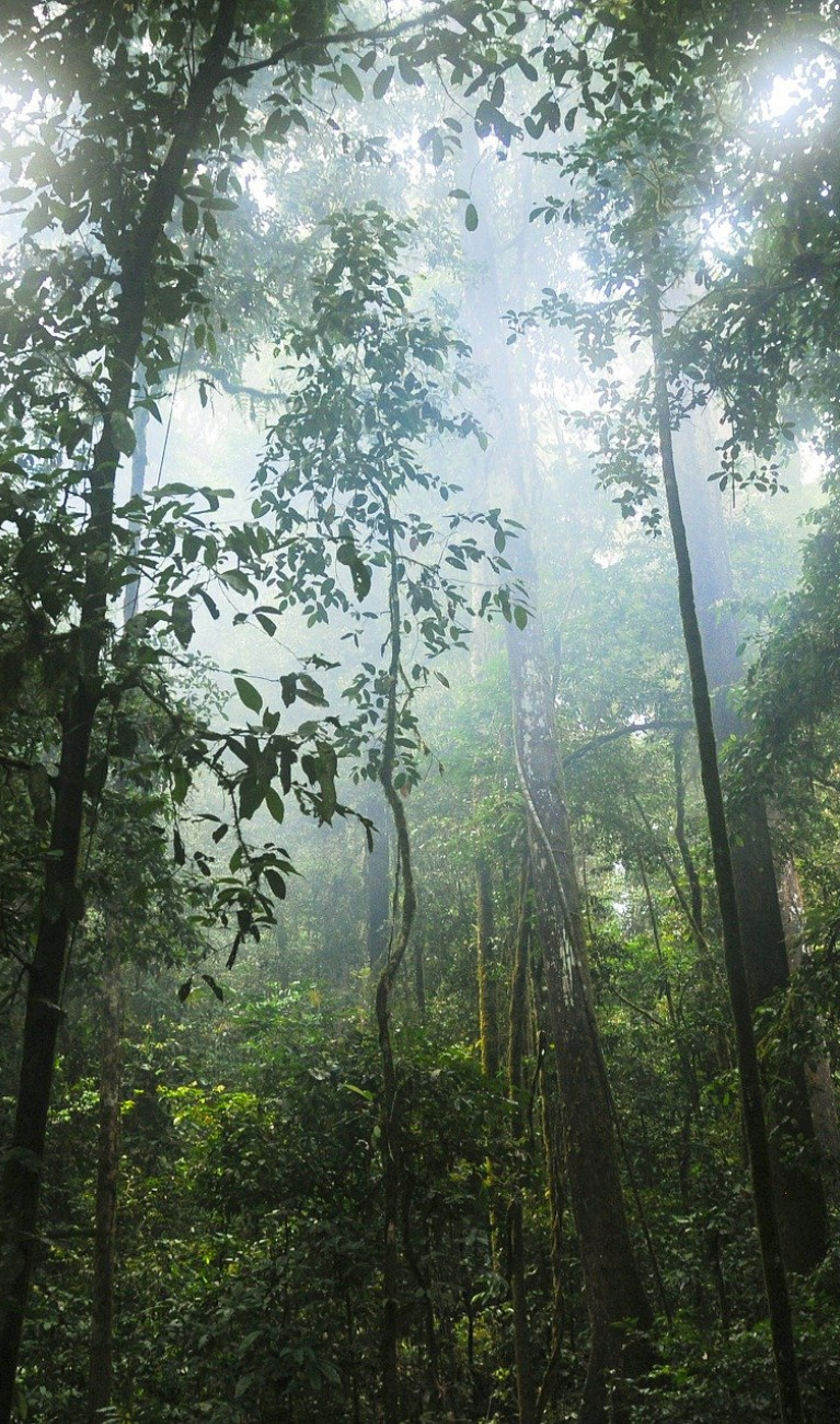 A dense green rainforest with many plants