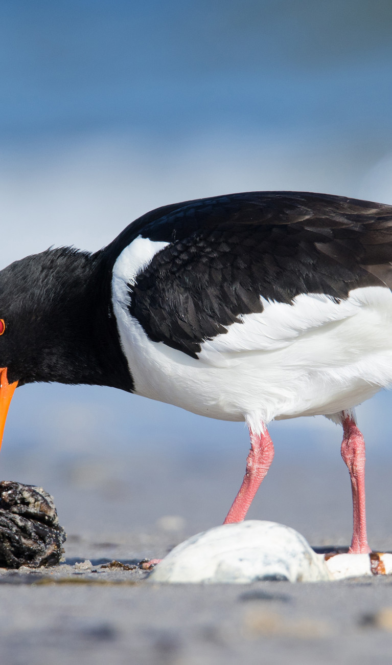 Austernfischer im Wattenmeer