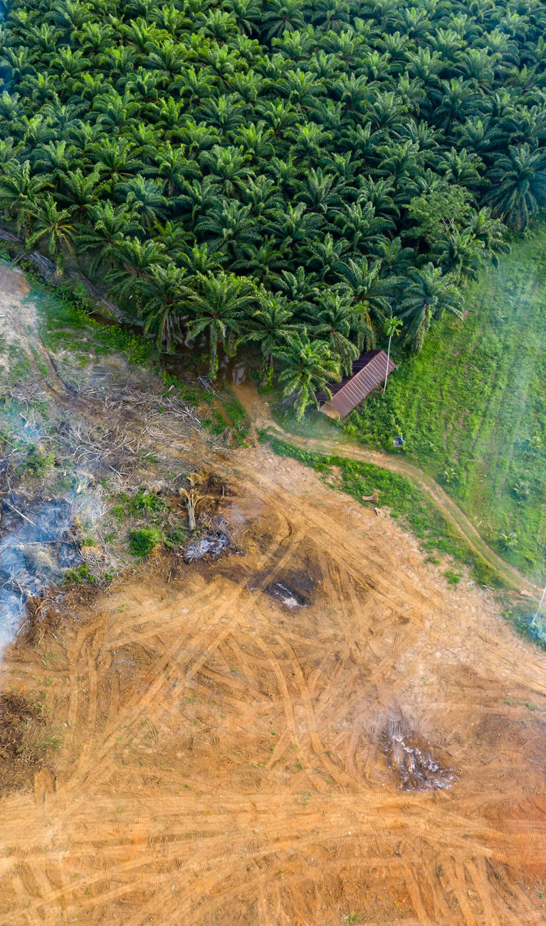 Luftaufnahme von teils entwaldetem Gebiet und Palmölplantage