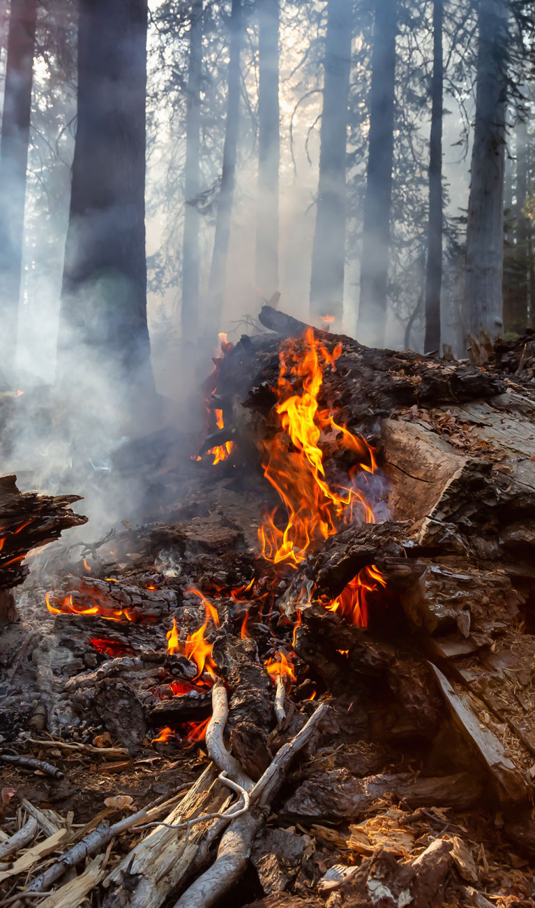 In einem Wald brennt Holz, darüber raucht es