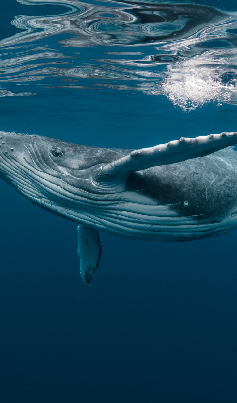 A baby humpback whale swims below the ocean surface