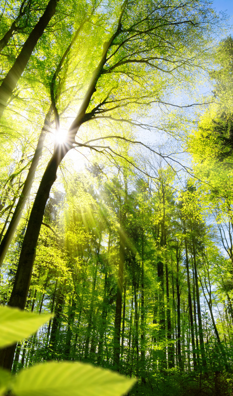 Scenic forest of fresh green deciduous trees framed by leaves, with the sun casting its warm rays through the foliage