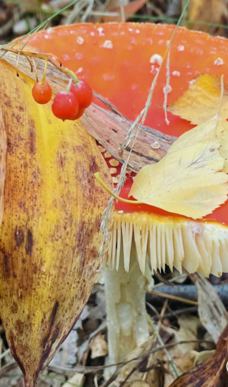 Ein roter Fliegenpilz steht im Wald