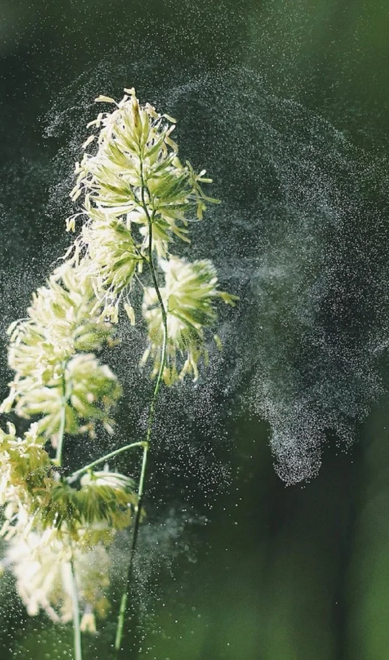 Nahaufnahme: Pollen fliegen von einer Blüte