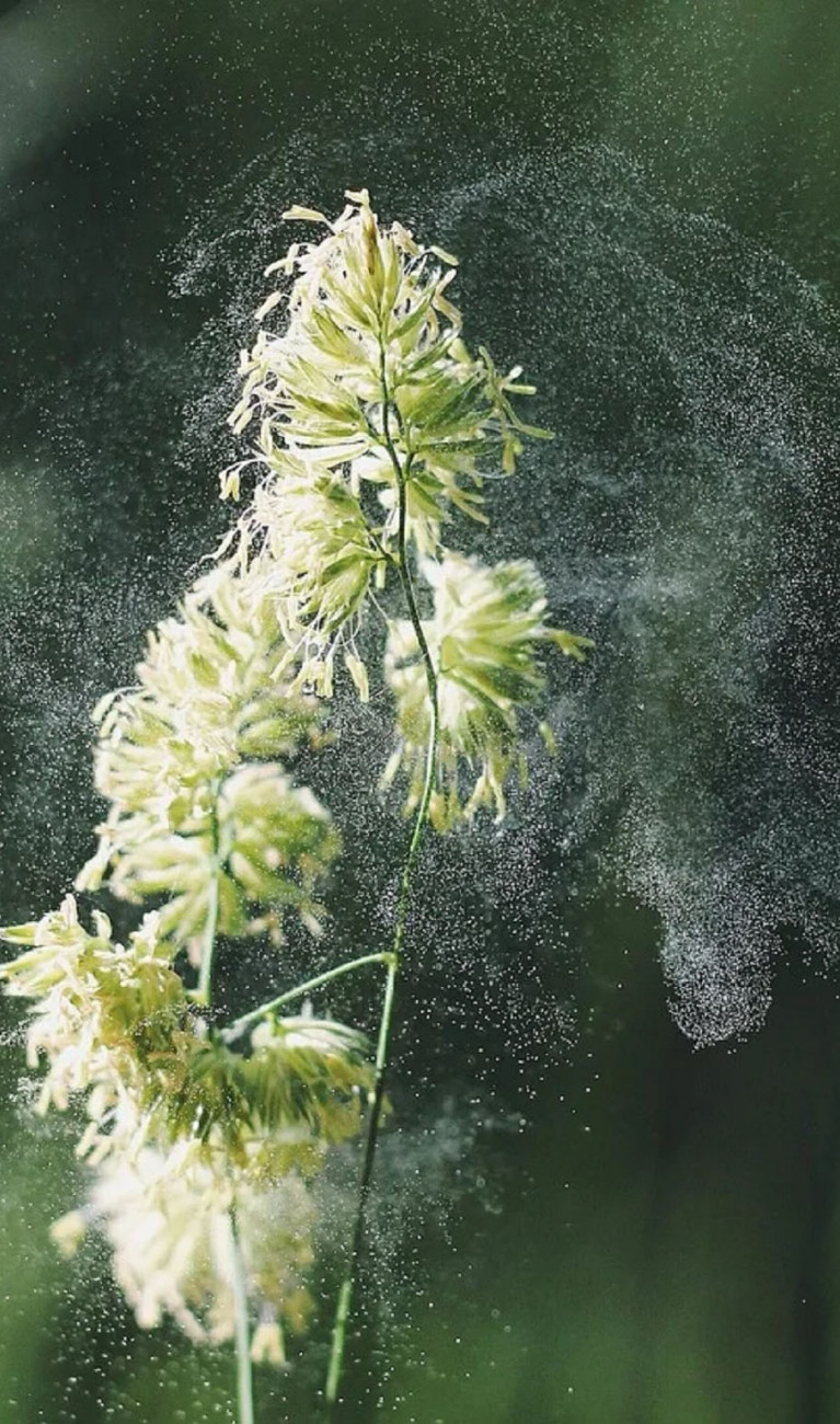 Close-up: pollen emanating from a flower