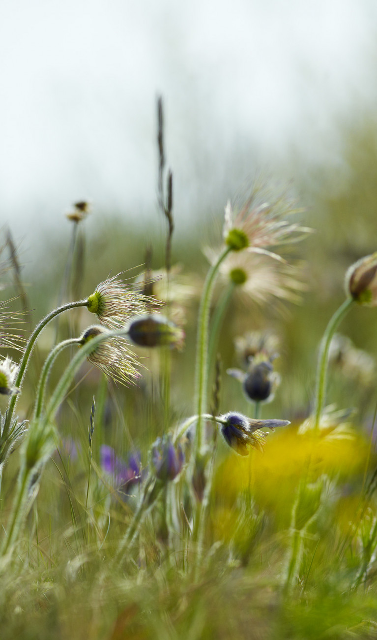 Pasque flower on a field