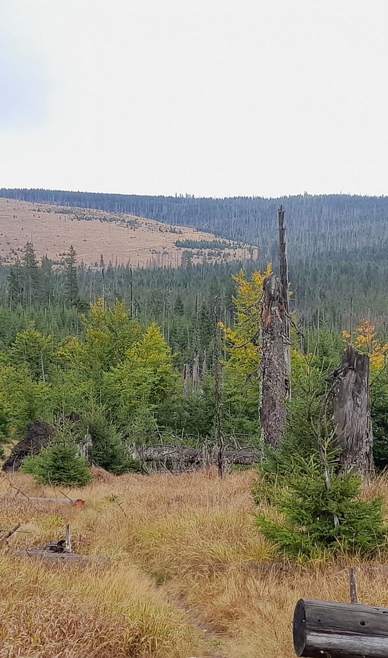 Totholz im Wald