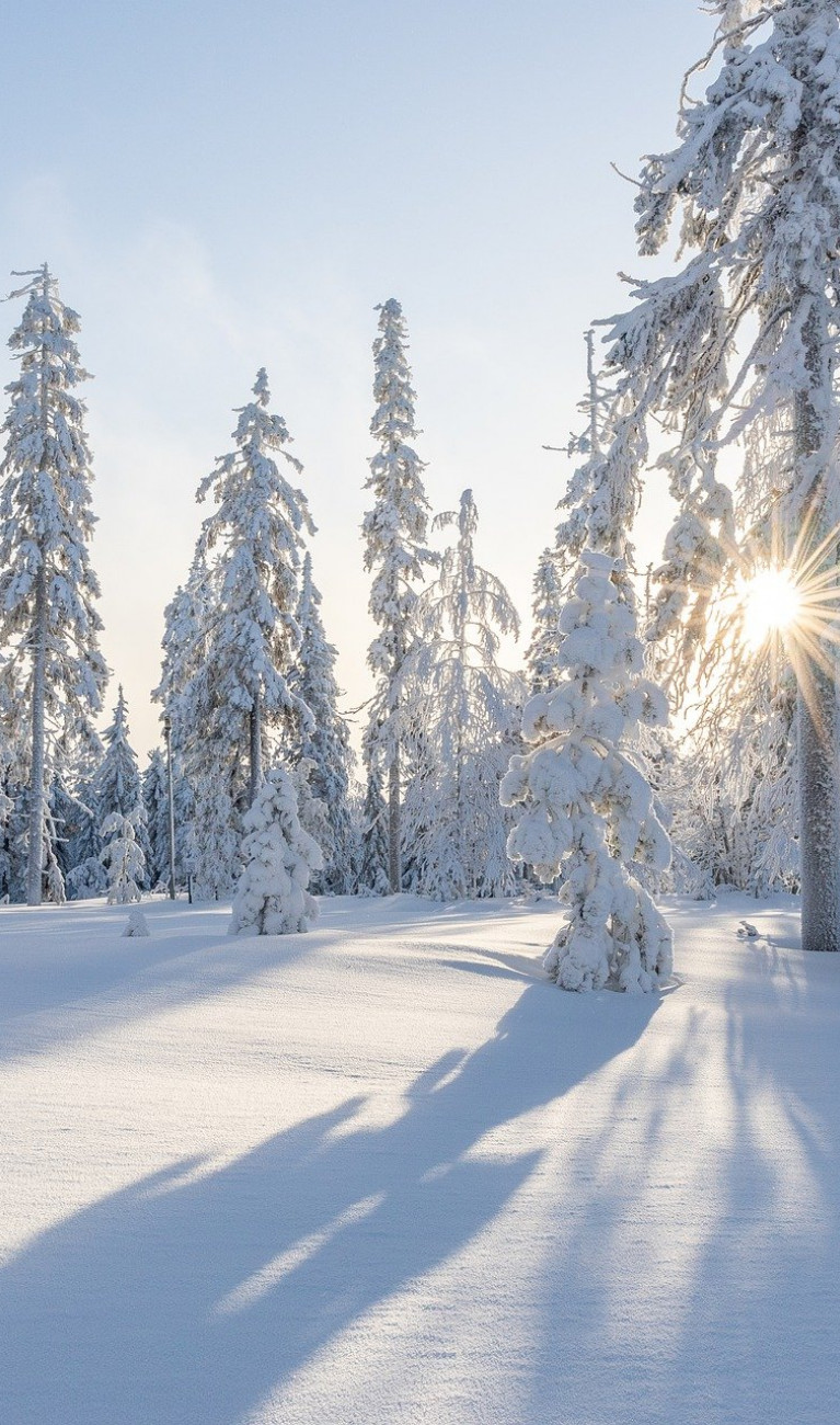 Schneebedeckte Landschaft mit Bäumen, durch die die Sonne scheint