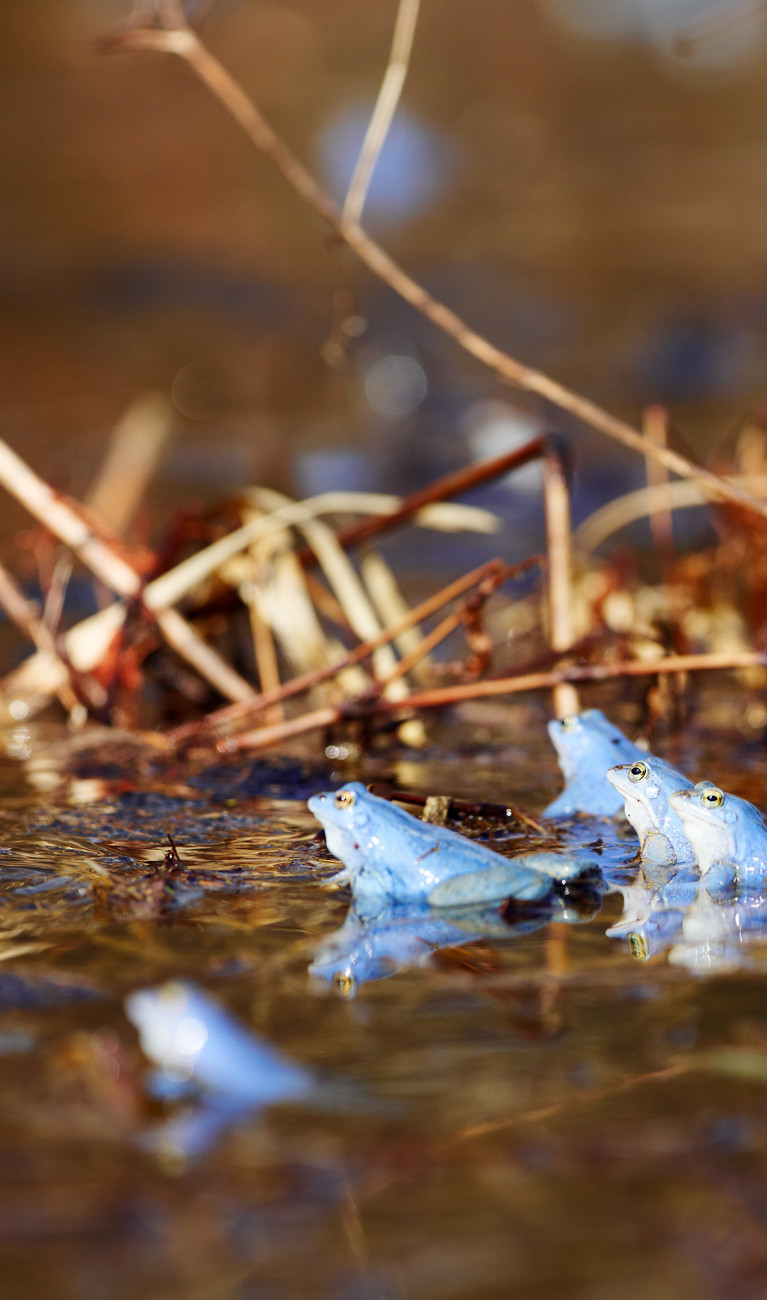 Blaue Frösche in einem Moor mit kleinen Ästen.