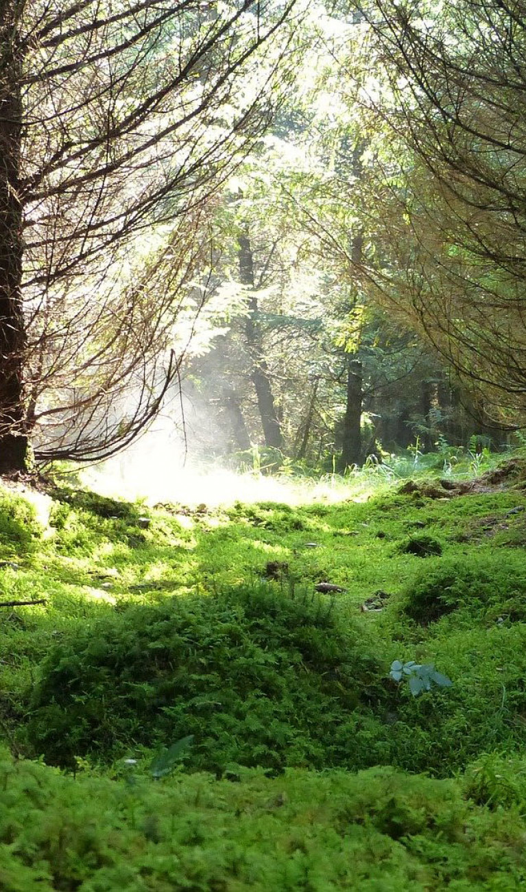 Virgin forest in sunlight