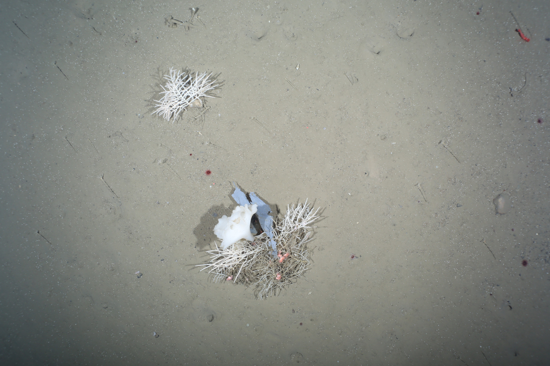 Trash and sponges on the deep sea floor
