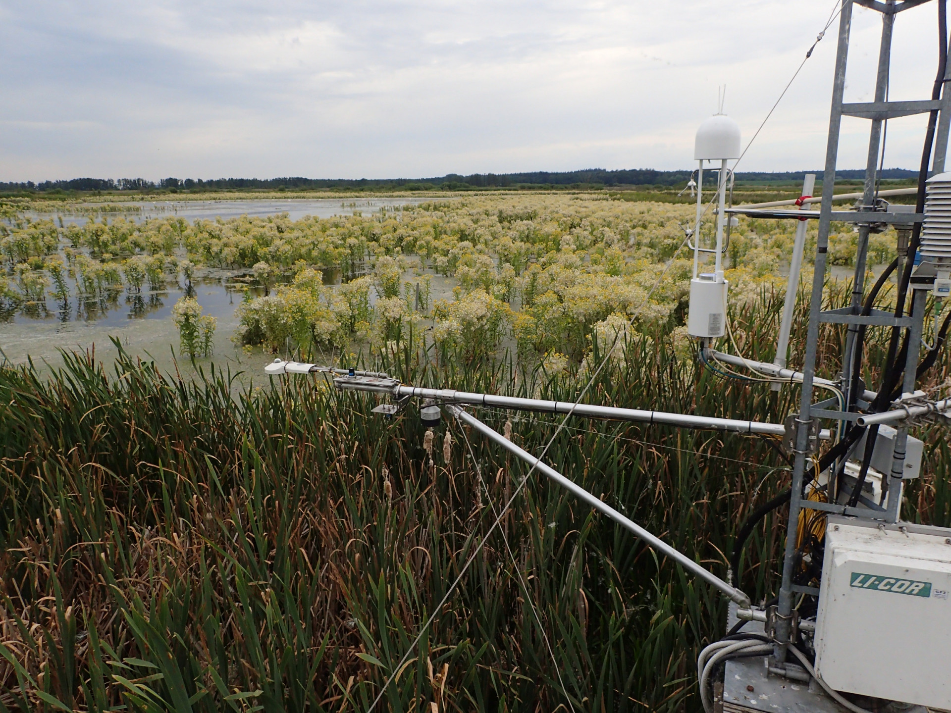 Peatland vegetation and a research tower