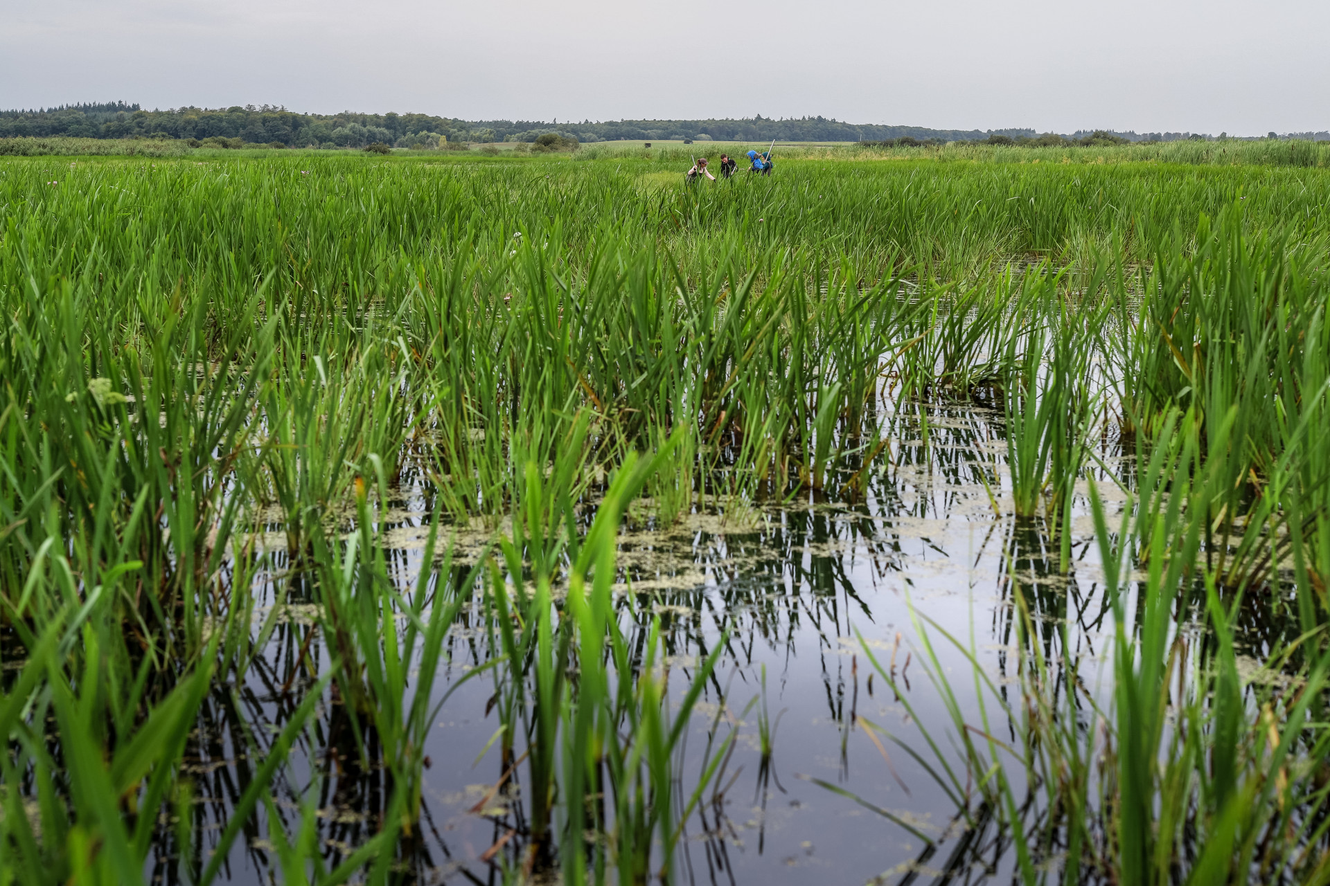 A green peatland with plants and water