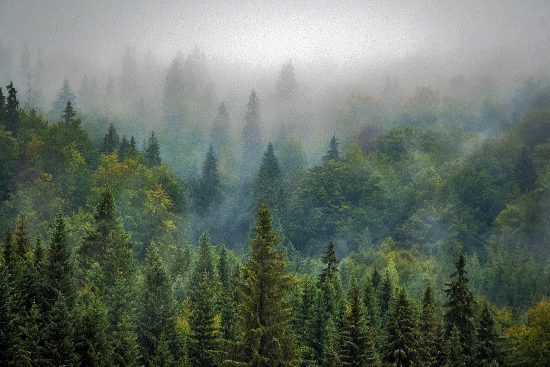 Ein Nadelwald, über dem der Tiefnebel hängt