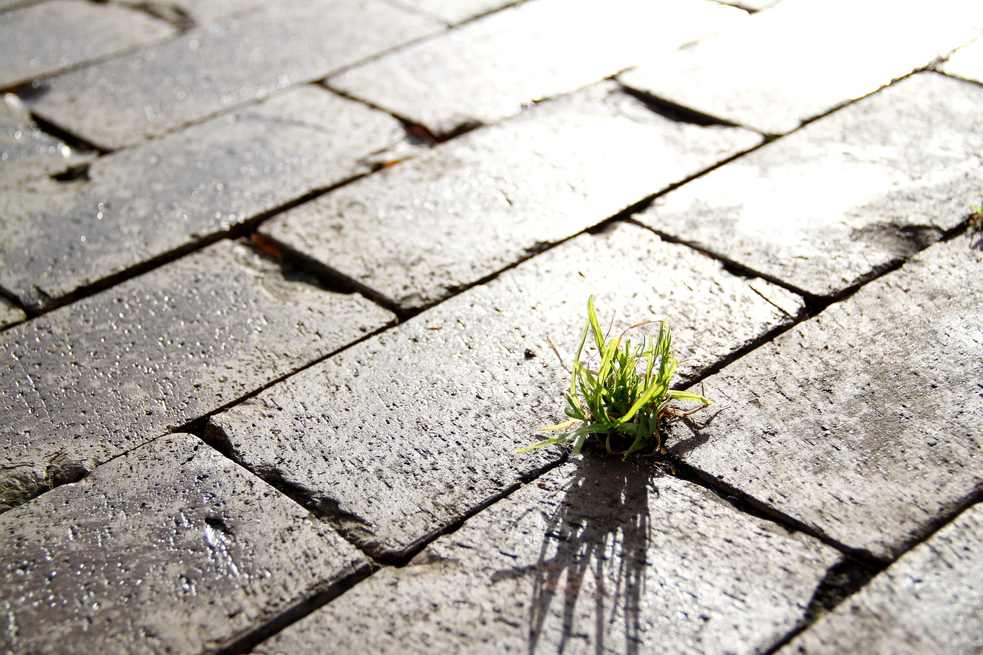 Steine durch die etwas Gras wächst