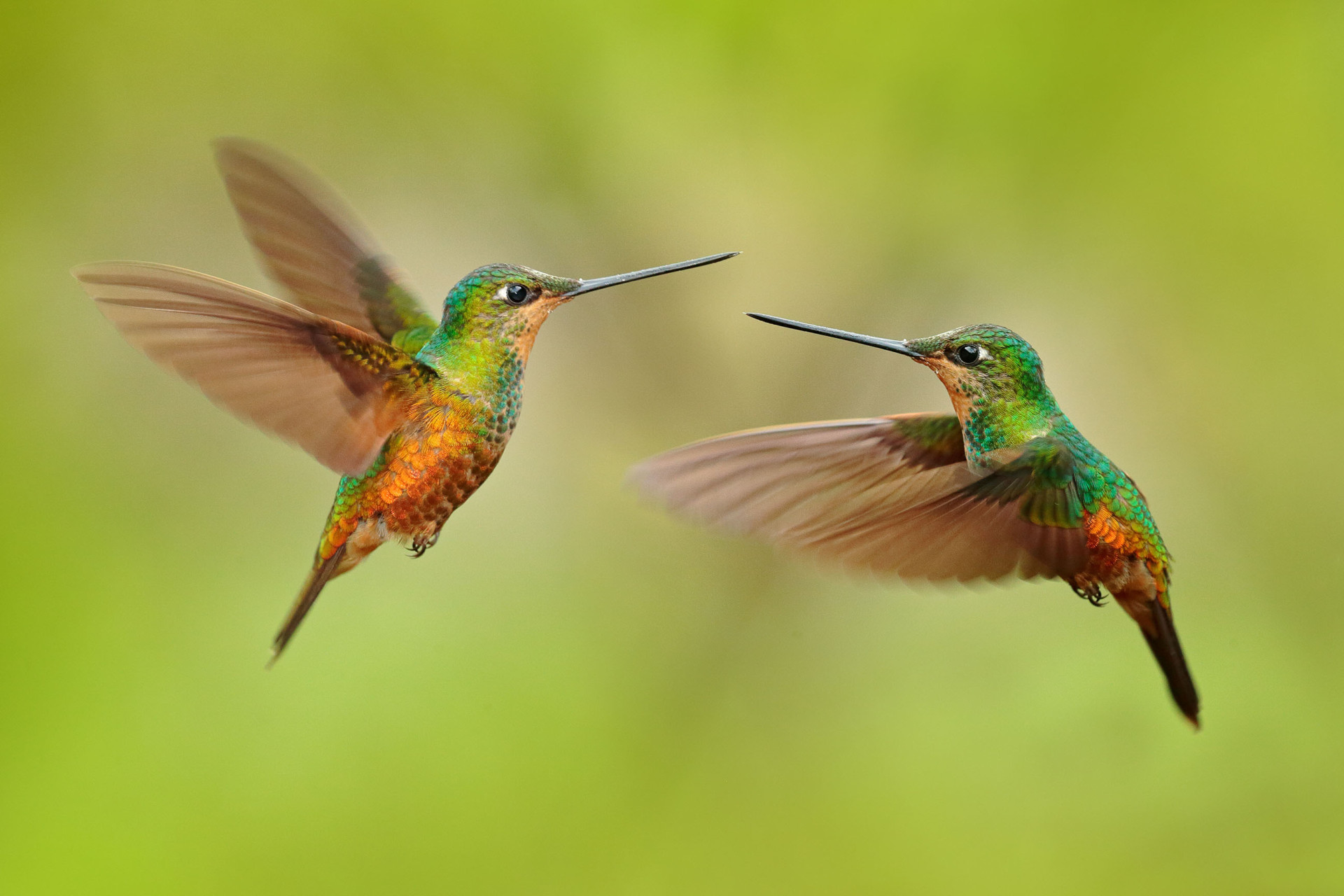 Zwei grün-gelbe Kolibris fliegen in der Luft vor grünem Hintergrund