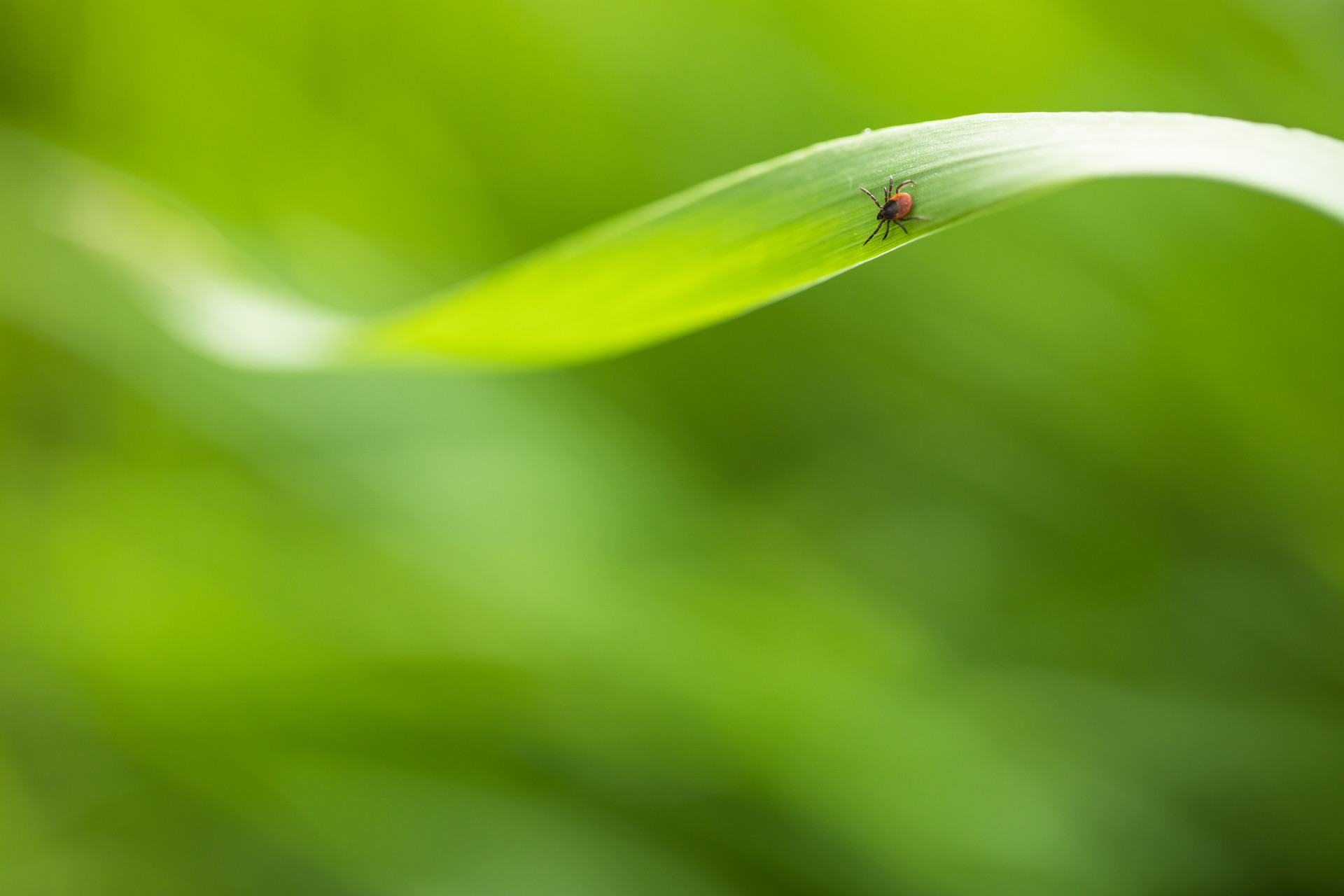 A tick on a leaf