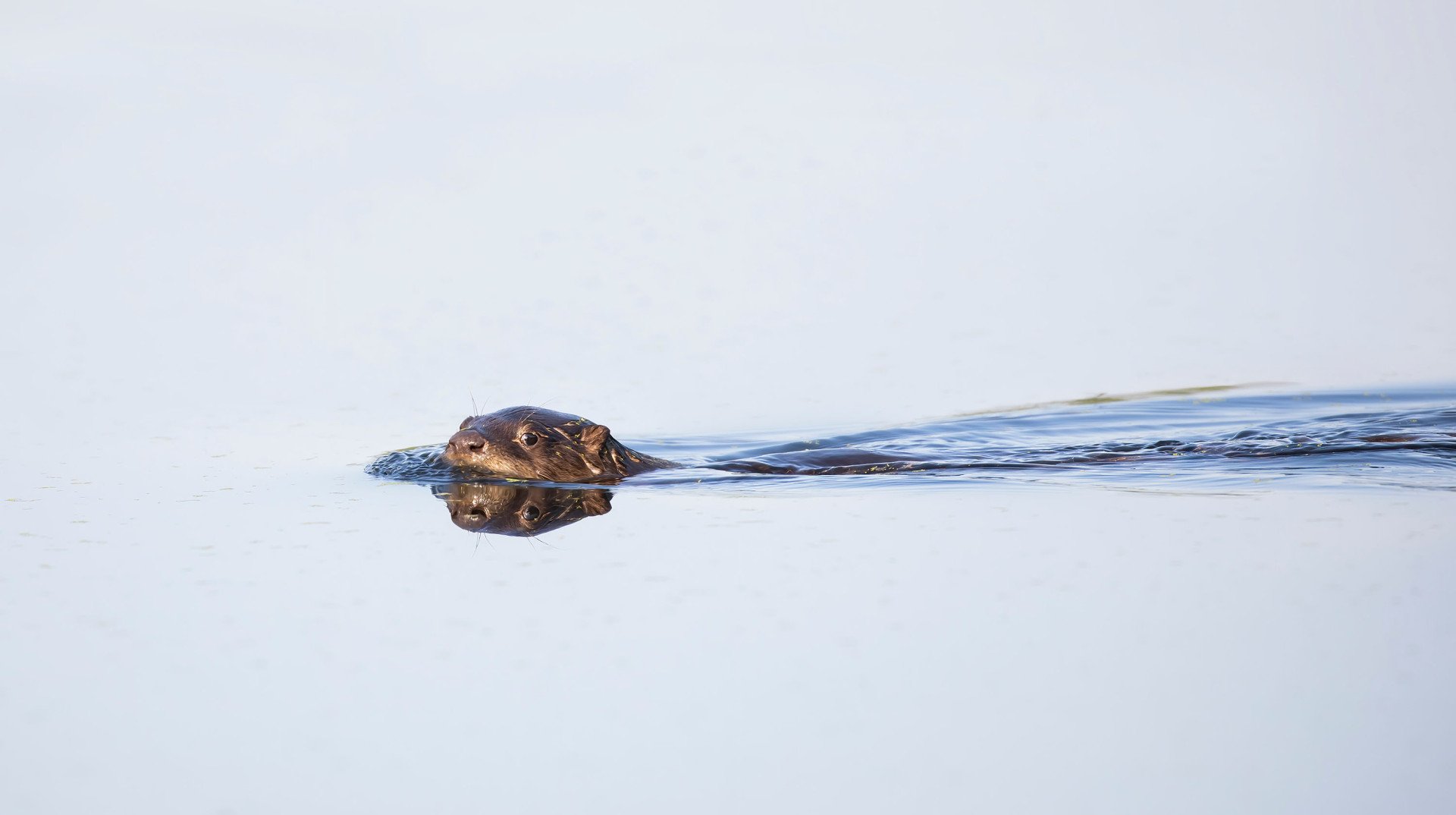 A young river otter swimming through water