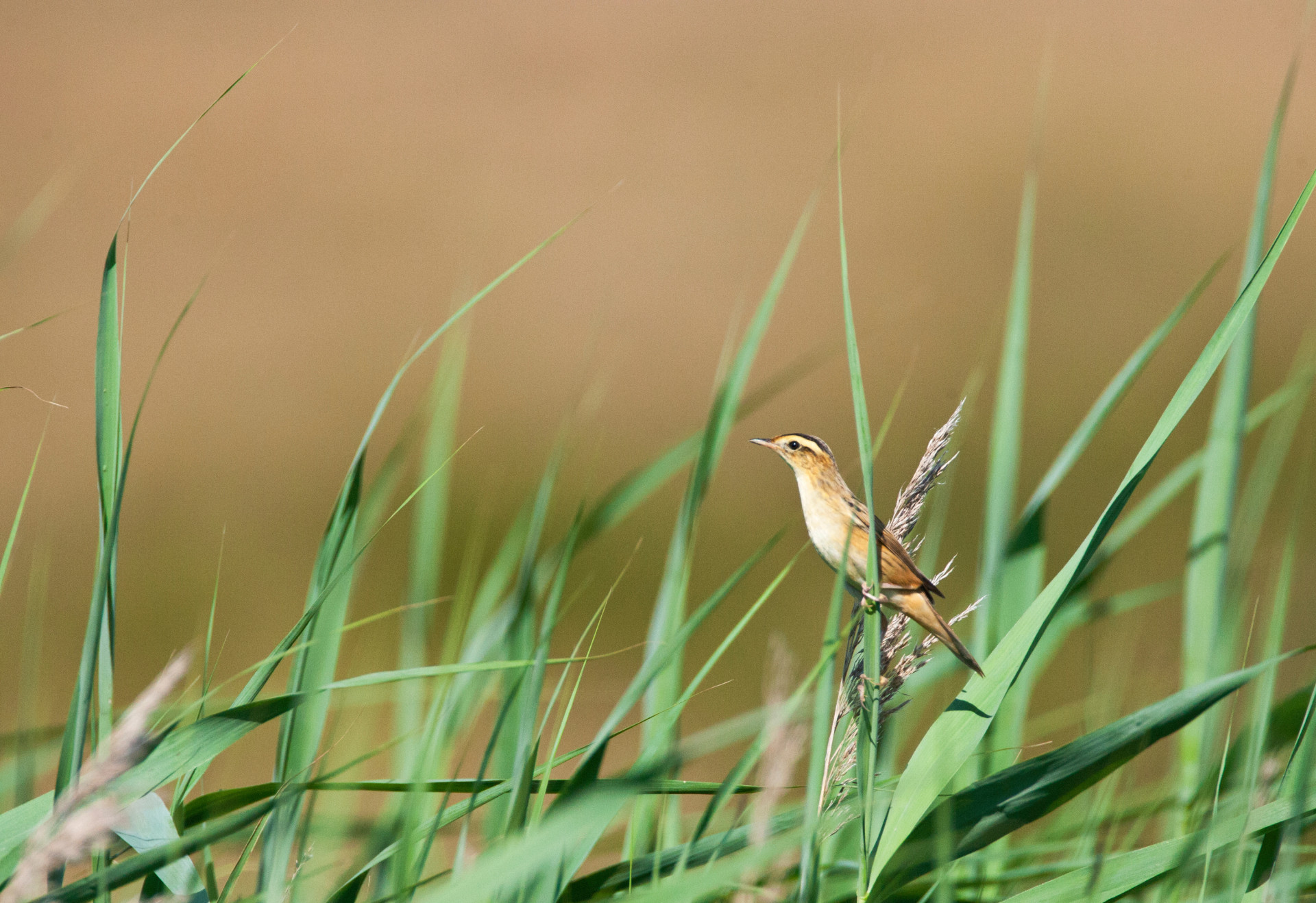 Ein brauner Seggenrohrsänger (Vogel) sitzt auf langen Gräsern