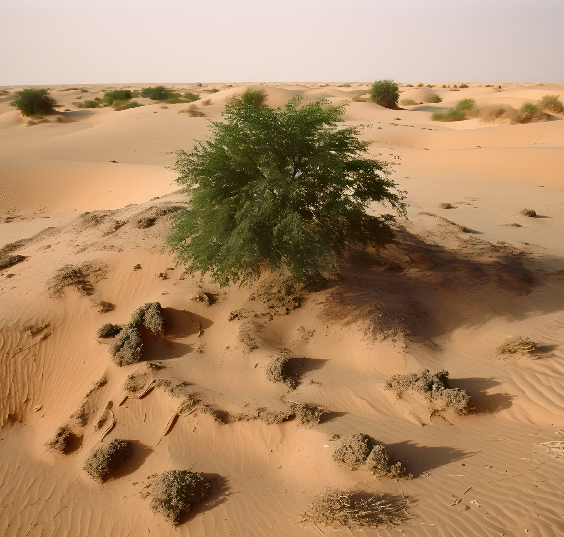 Desertifikation