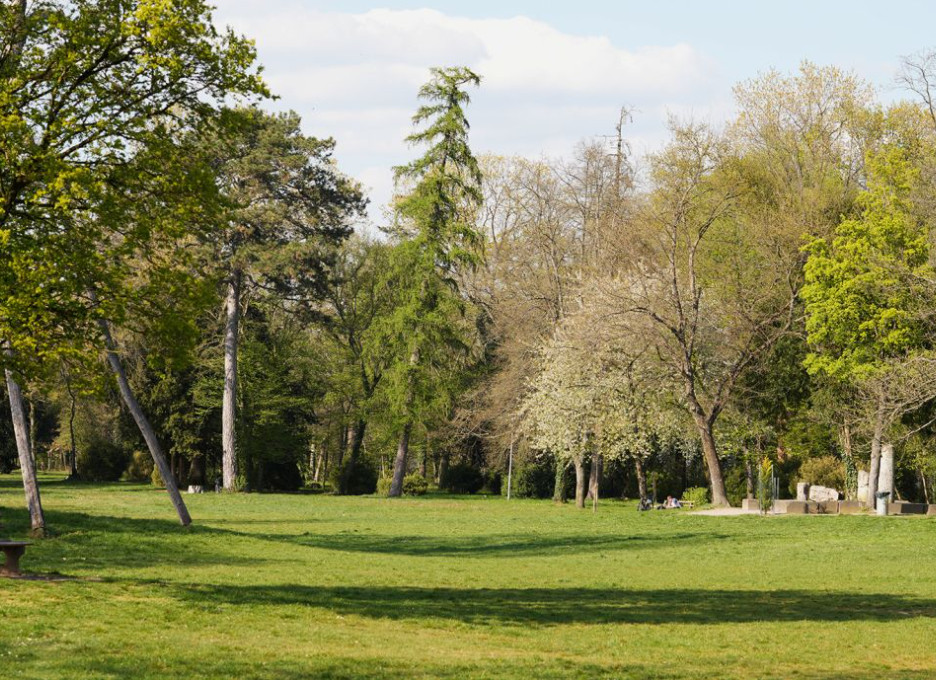 Bäume in einem Park