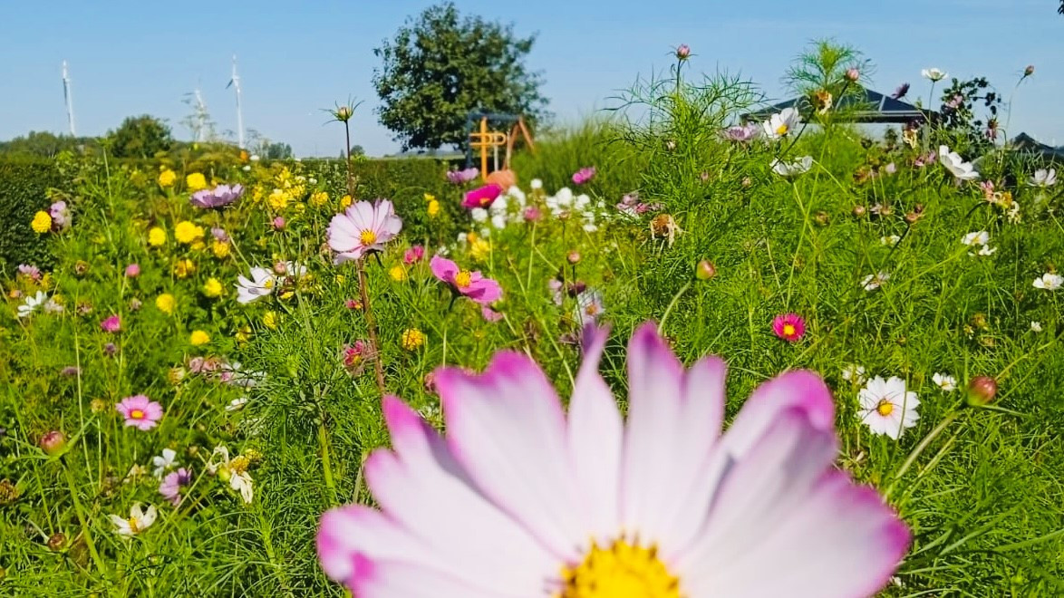 Viele unterschiedliche Blumen wachsen in einem privaten Garten.