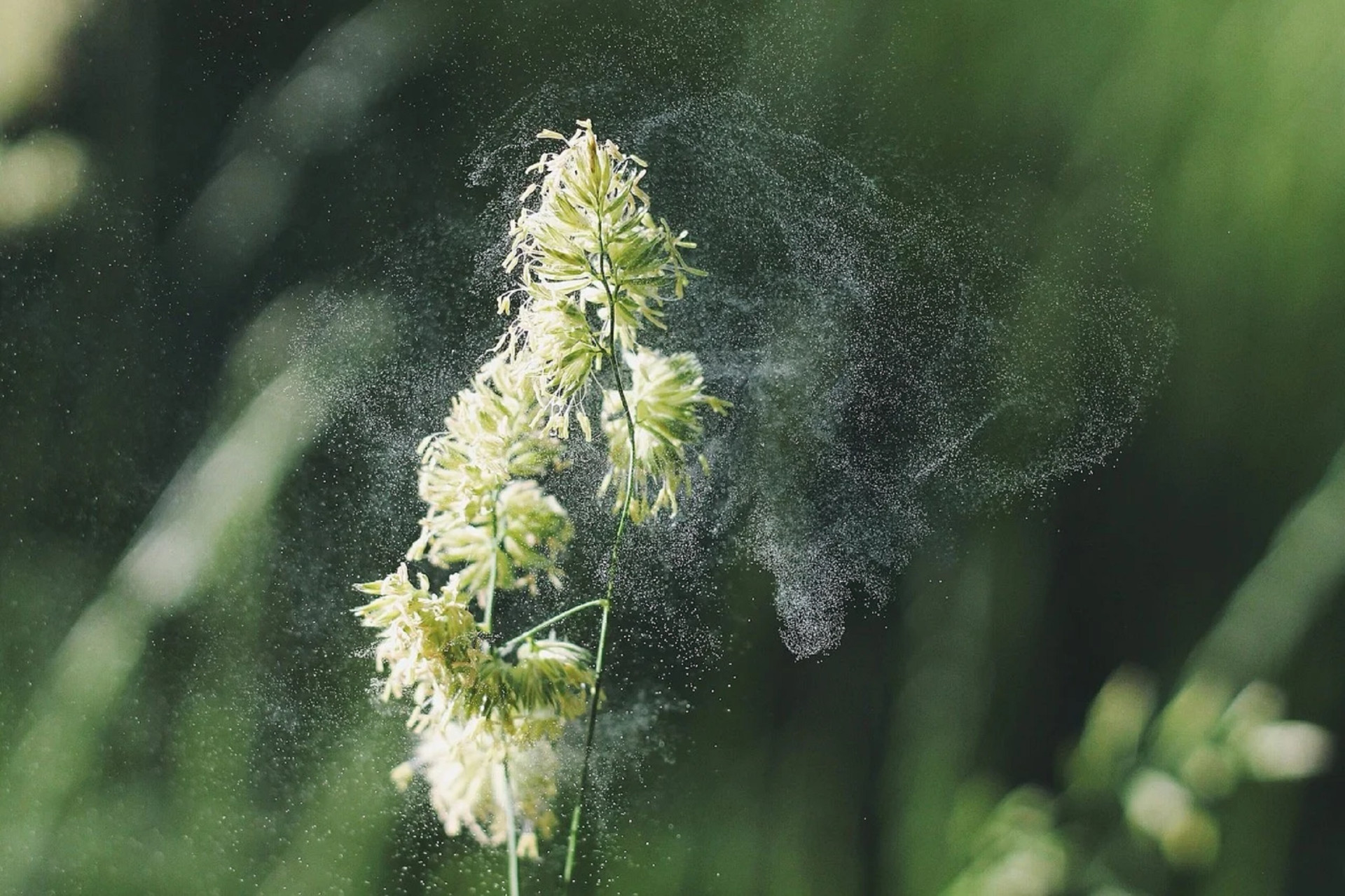 Nahaufnahme: Pollen fliegen von einer Blüte