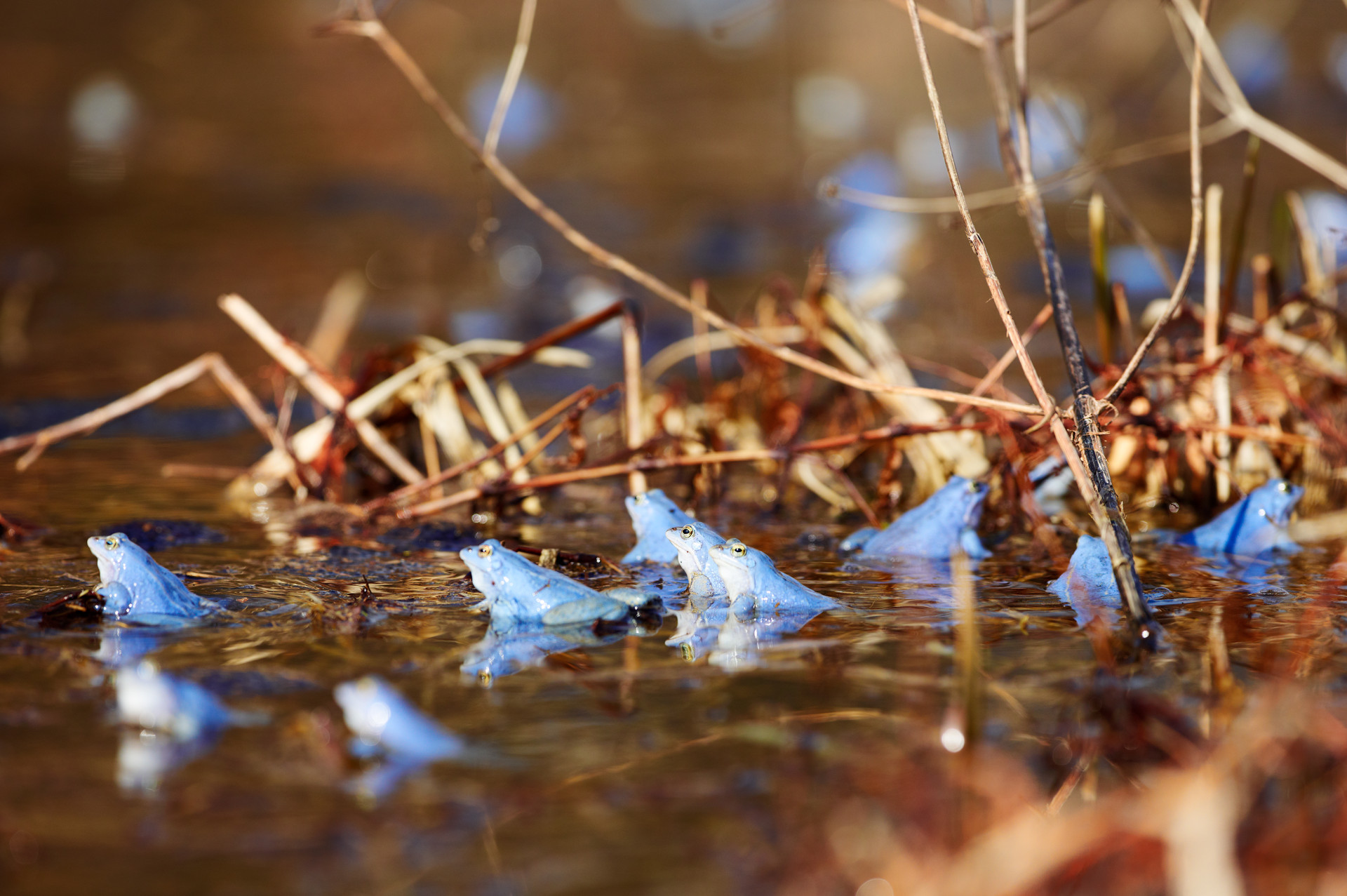 Blue moor frog (Rana arvalis) sitting in water and between branches.