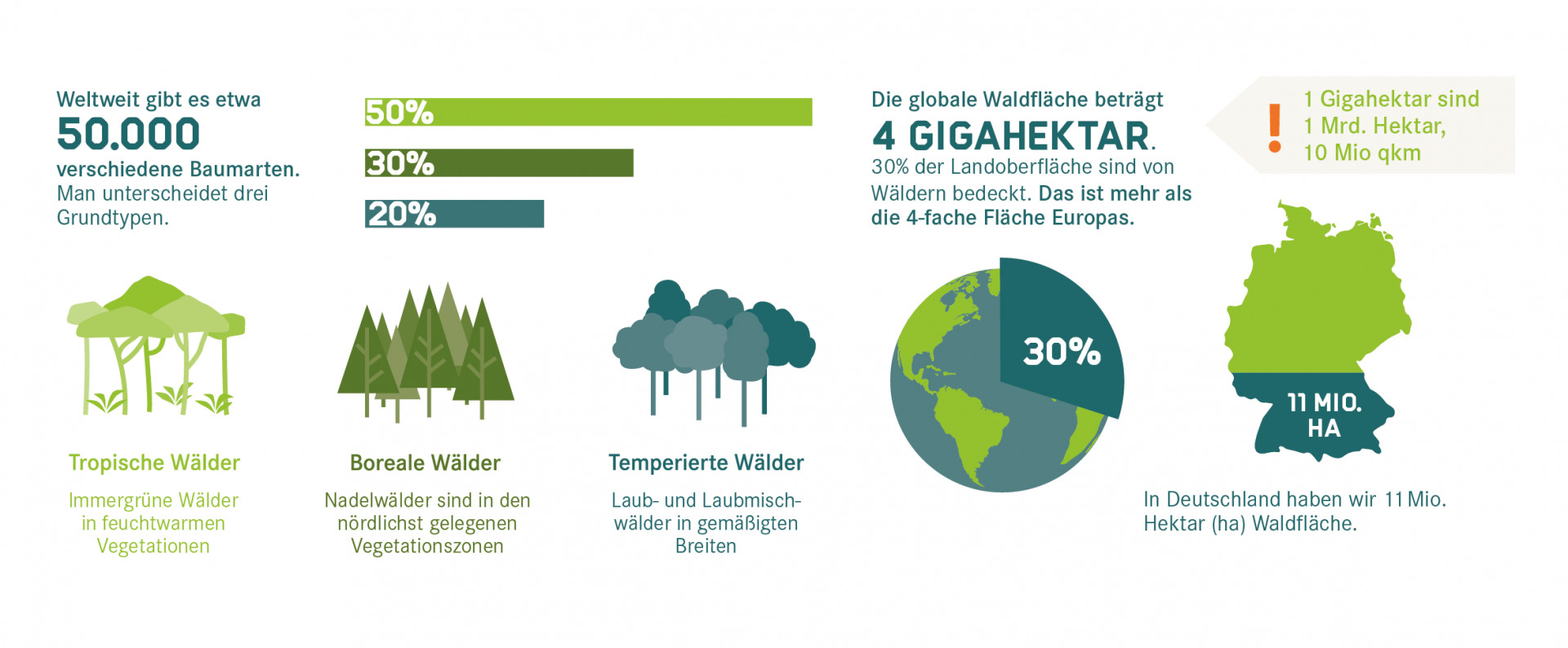 Es gibt 50 000 Baumarten. Ein Drittel der Landfläche Deutschlands und der Welt sind mit Wald bedeckt.
