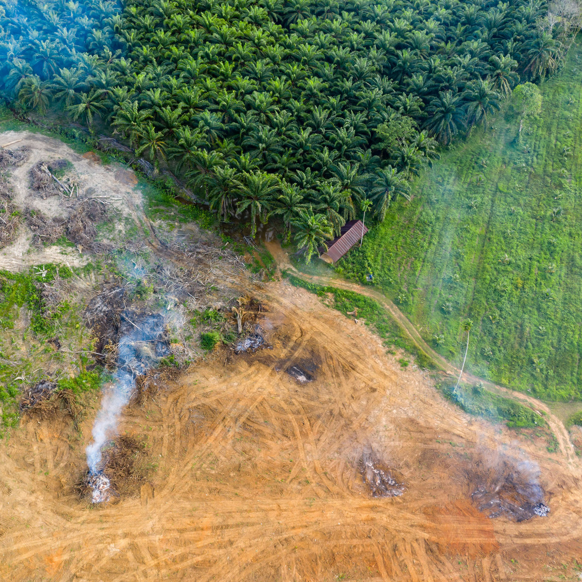 Luftaufnahme von teils entwaldetem Gebiet und Palmölplantage