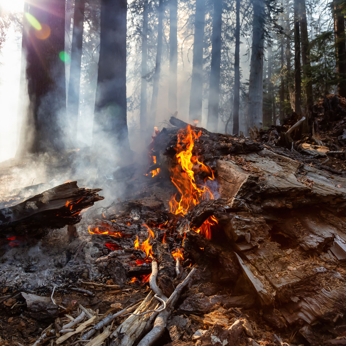 In einem Wald brennt Holz, darüber raucht es