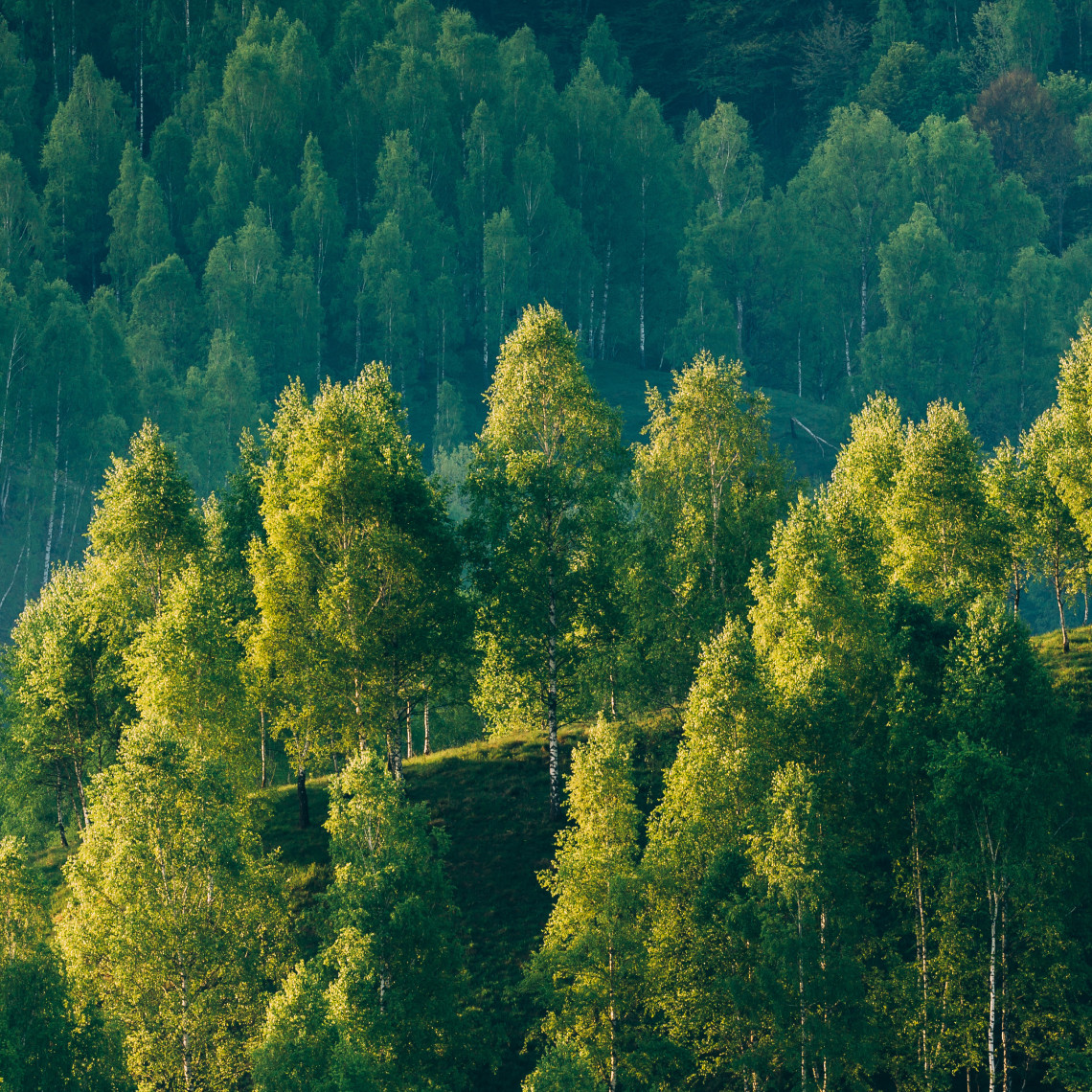 Wald